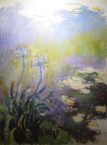 Agapanthus